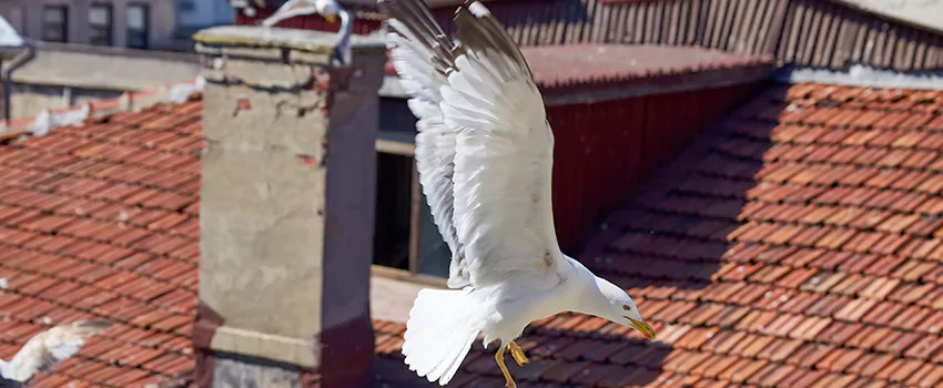 Residential Chimney Animal Removal Solution in Winter Gardens, CA