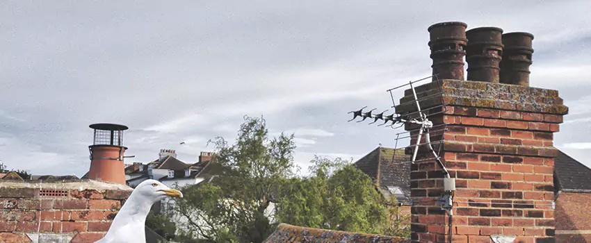 Chimney Cleaning And Restoration in Winter Gardens, California
